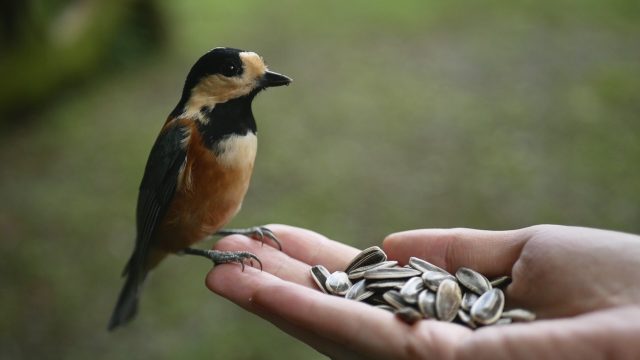 「マンションで動物に餌をあげてる人が・・」まさかの動物の正体